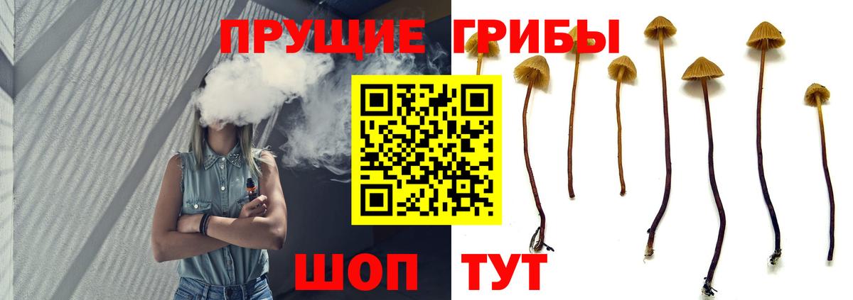 купить наркоту  Вход с VPN  Зеленодольск  Псилоцибиновые грибы Magic Shrooms  Псилоцибиновые грибы Psilocybine cubensis 